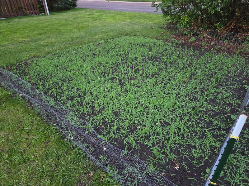 Mulching