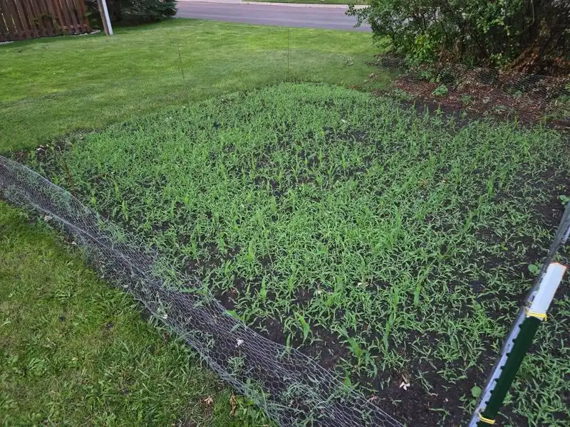 Mulching