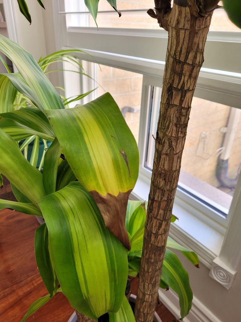 Corn (Struggle)
