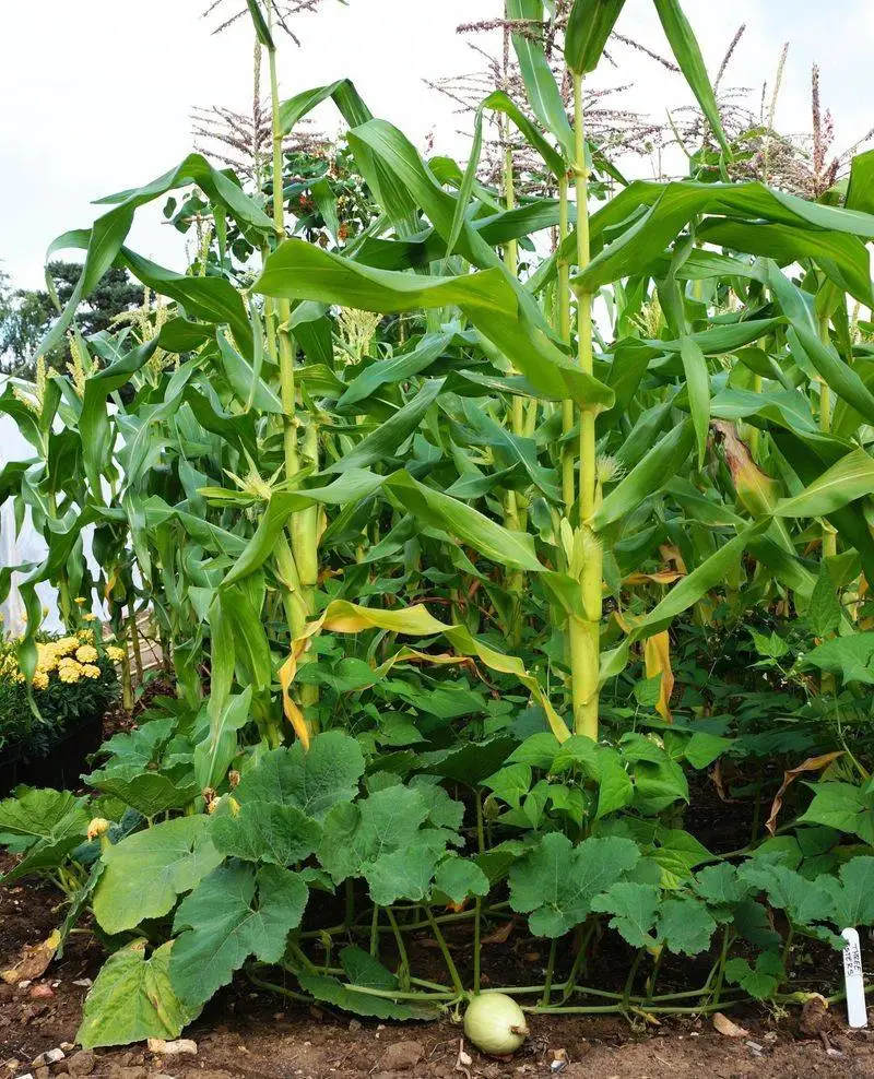 Corn & Beans