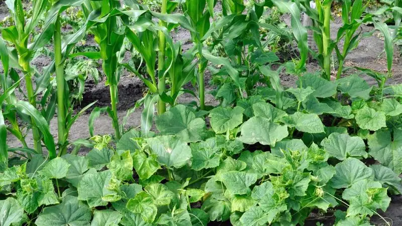 Corn and Beans