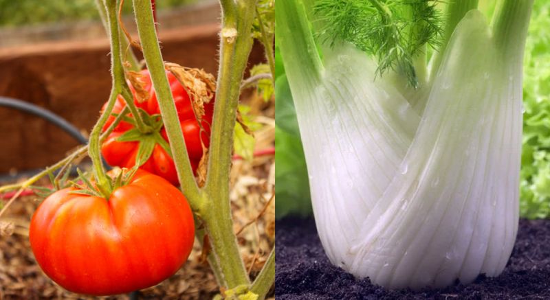 Fennel and Most Veggies