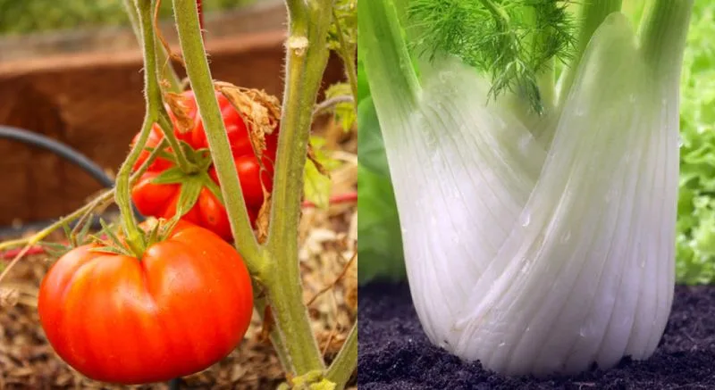 Fennel and Most Veggies