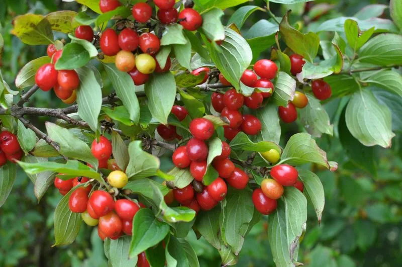 Cornelian Cherry