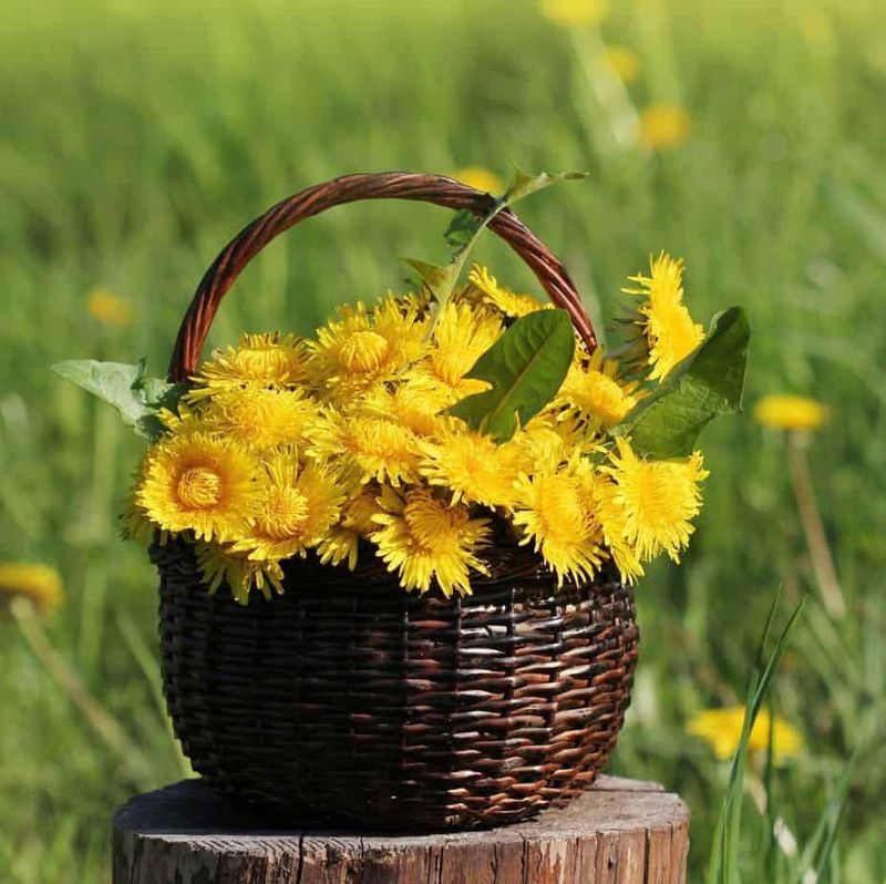 Dandelion