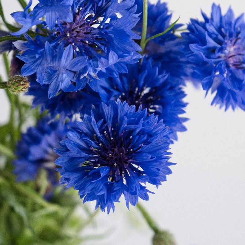 Cornflower