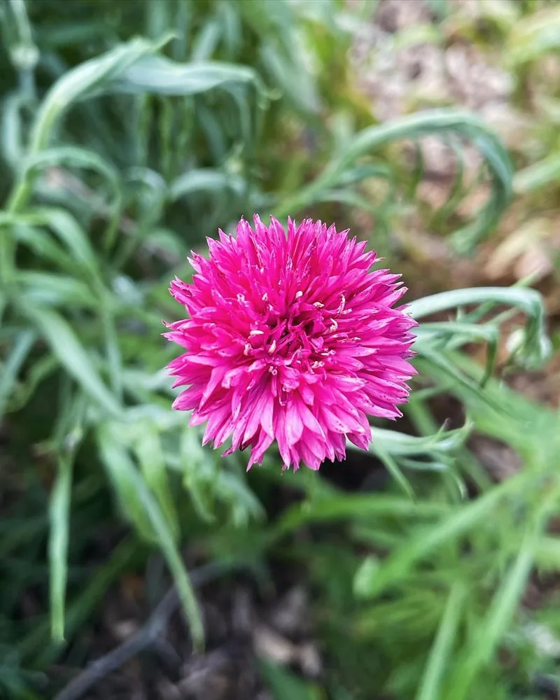 Cornflower (Centaurea cyanus)