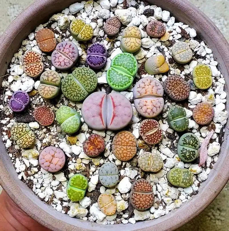 Lithops (Living Stones)