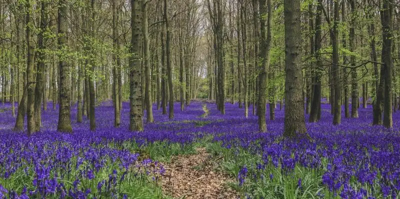 Bluebells