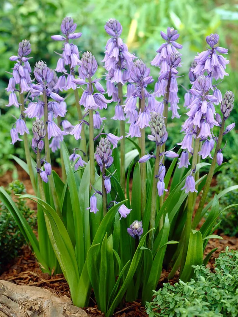 Spanish Bluebells