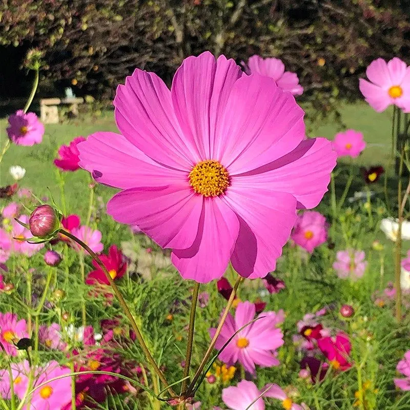 Cosmos