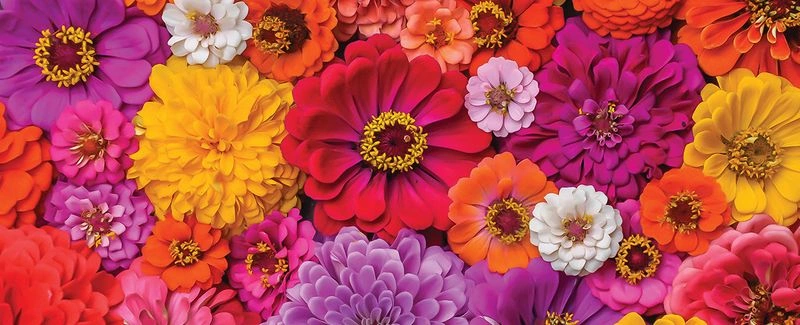 Zinnias