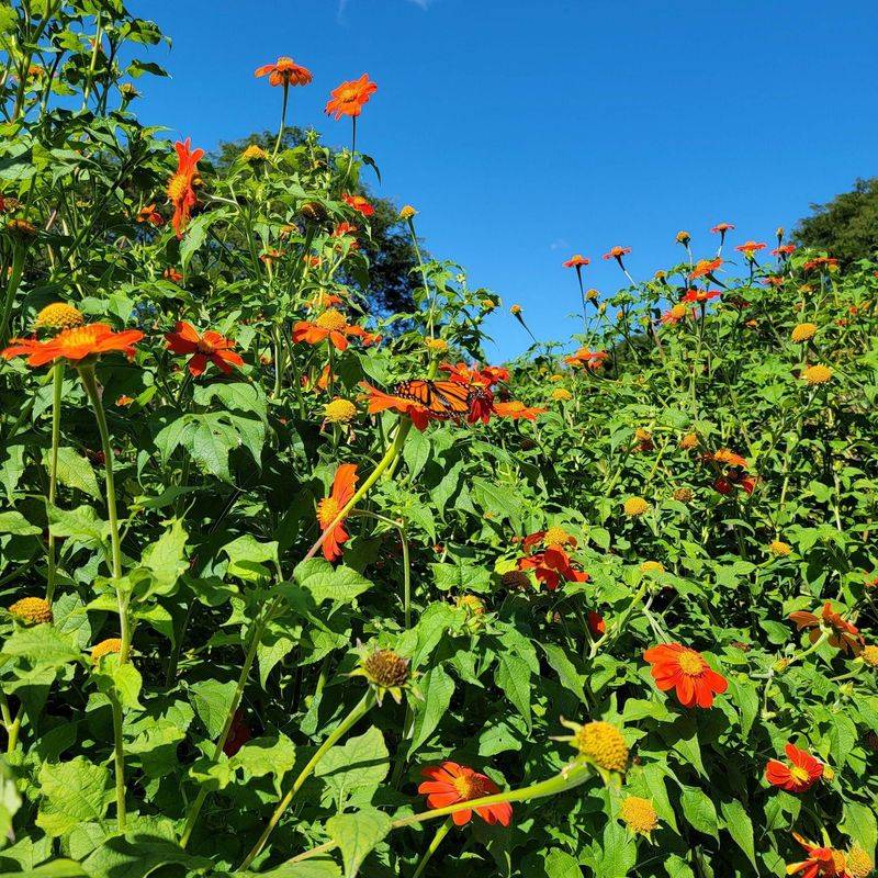 Tithonia
