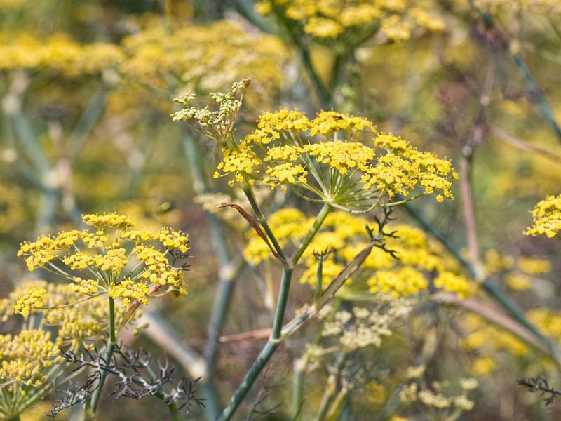 Fennel