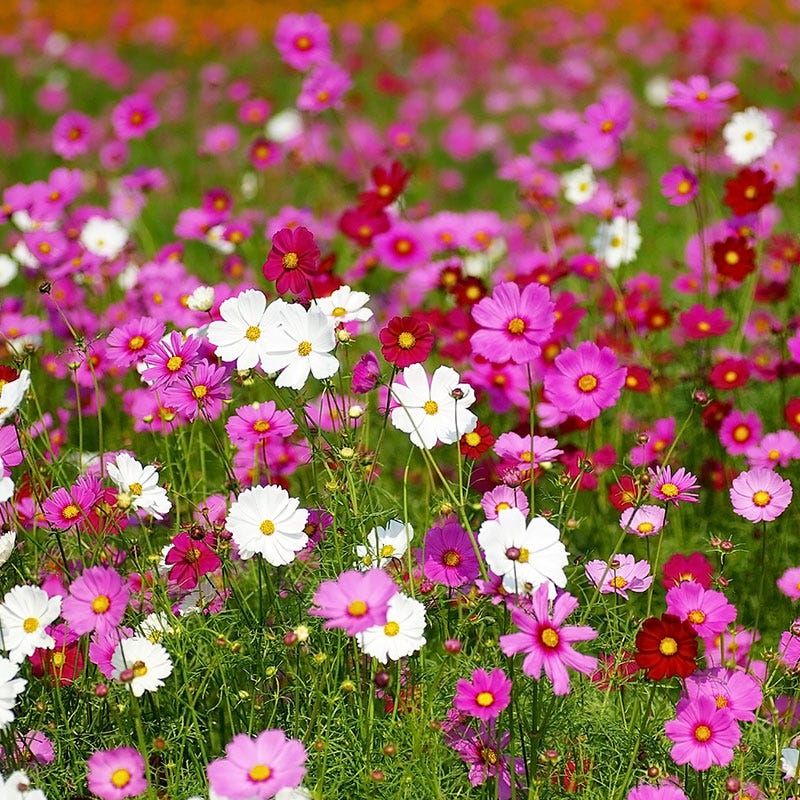Cosmos