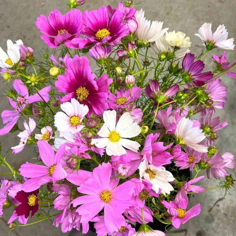 Cosmos