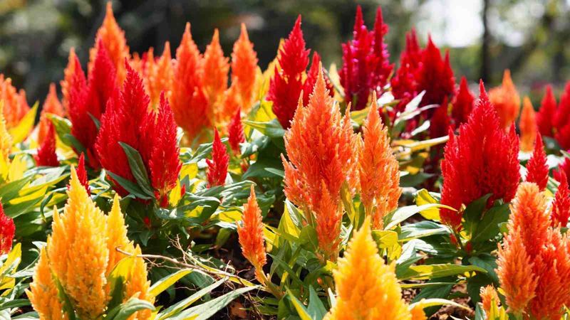 Celosia