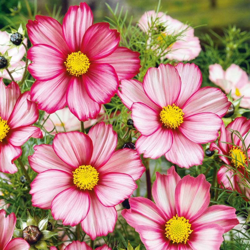 Cosmos