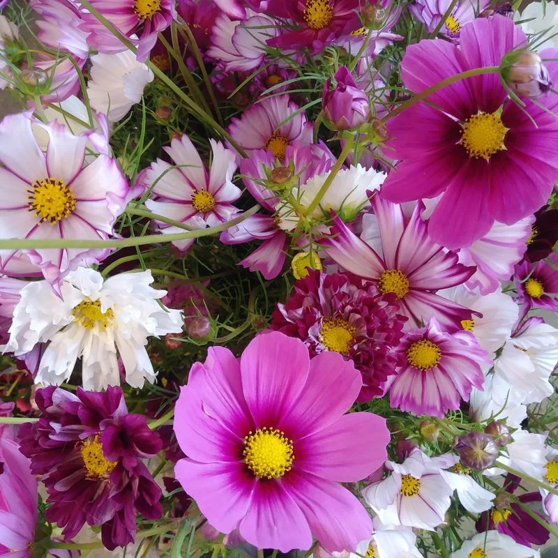 Cosmos