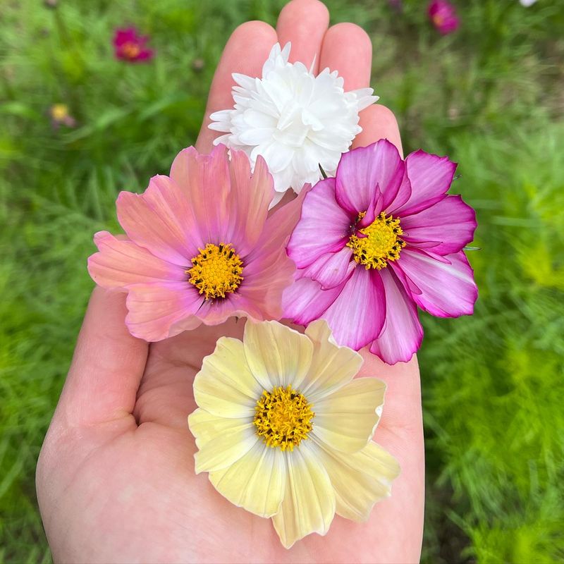 Cosmos