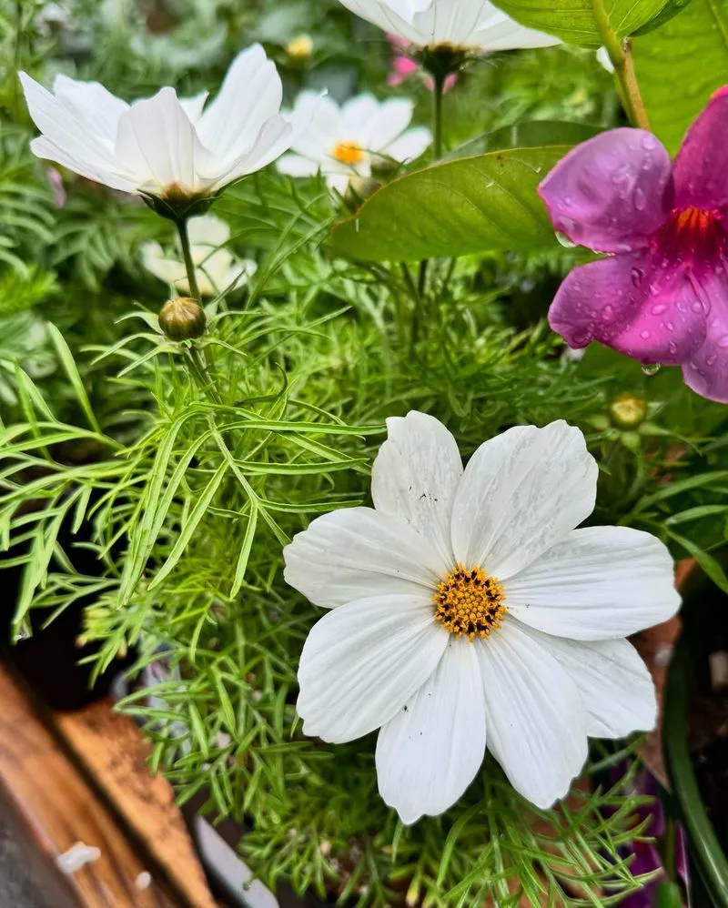 Cosmos (Cosmos bipinnatus)