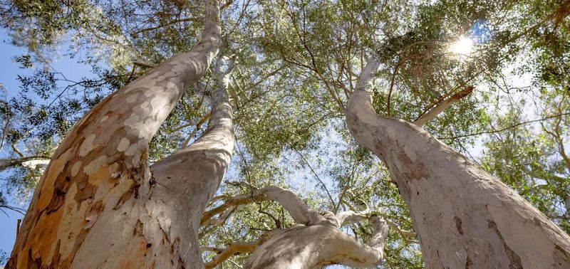 Eucalyptus