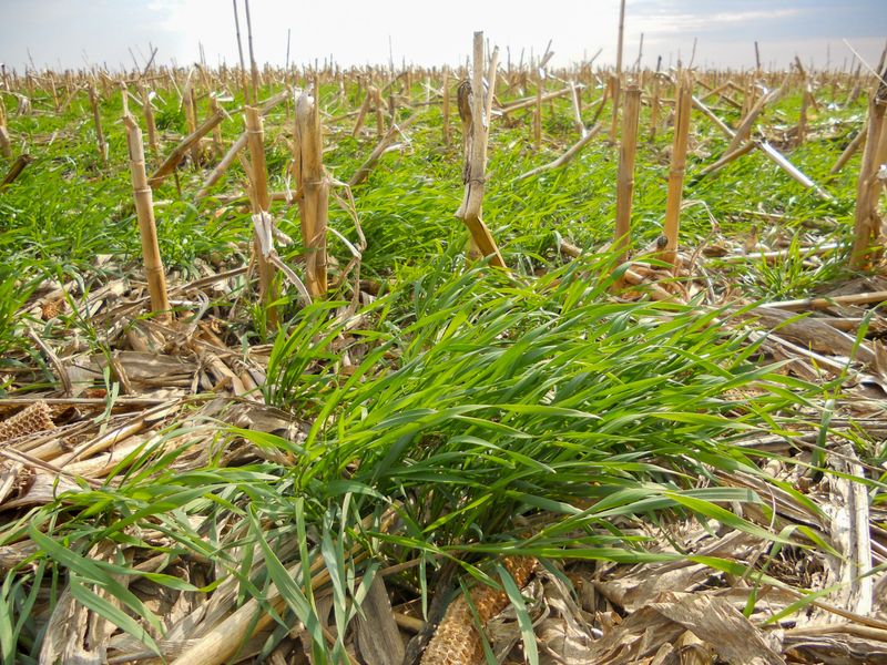 Cover Cropping for Soil Health
