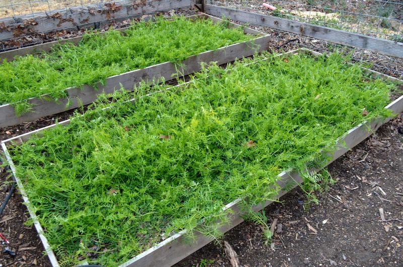 Cover Crops