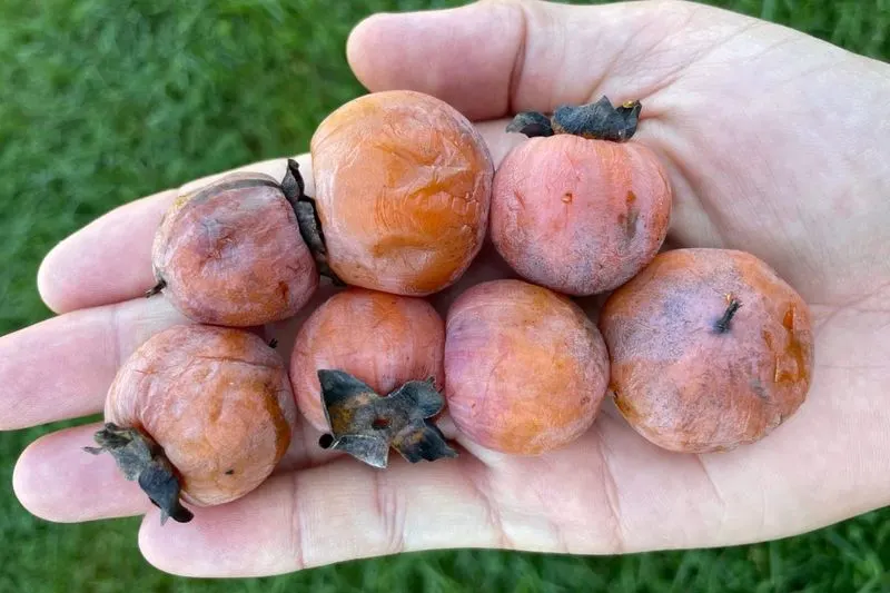 American Persimmon