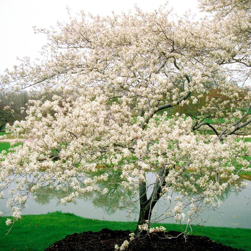 Serviceberry