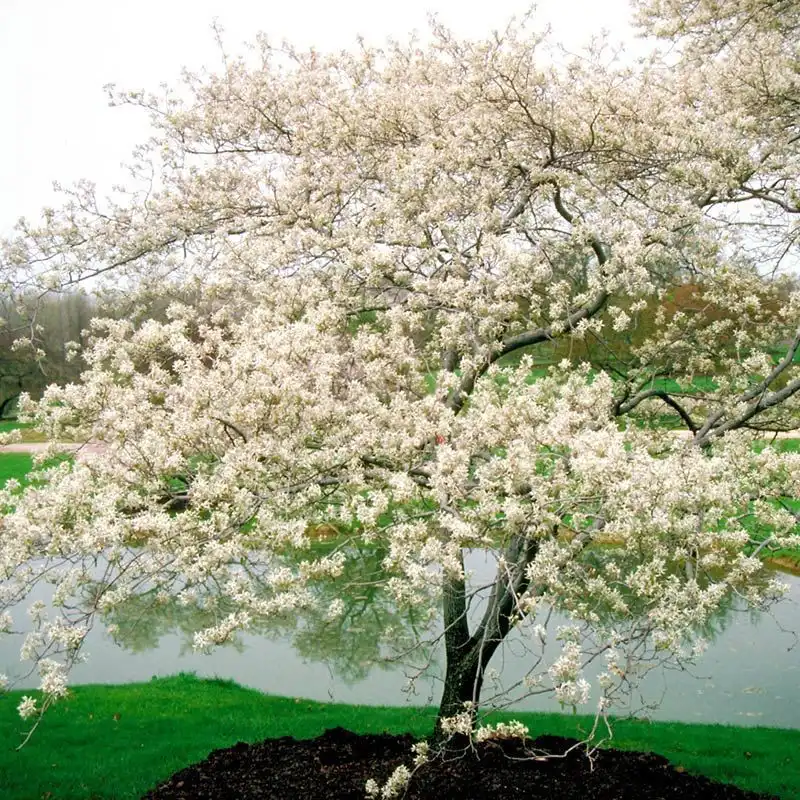 Serviceberry