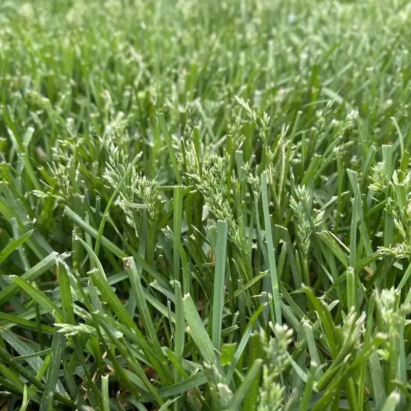 Crabgrass