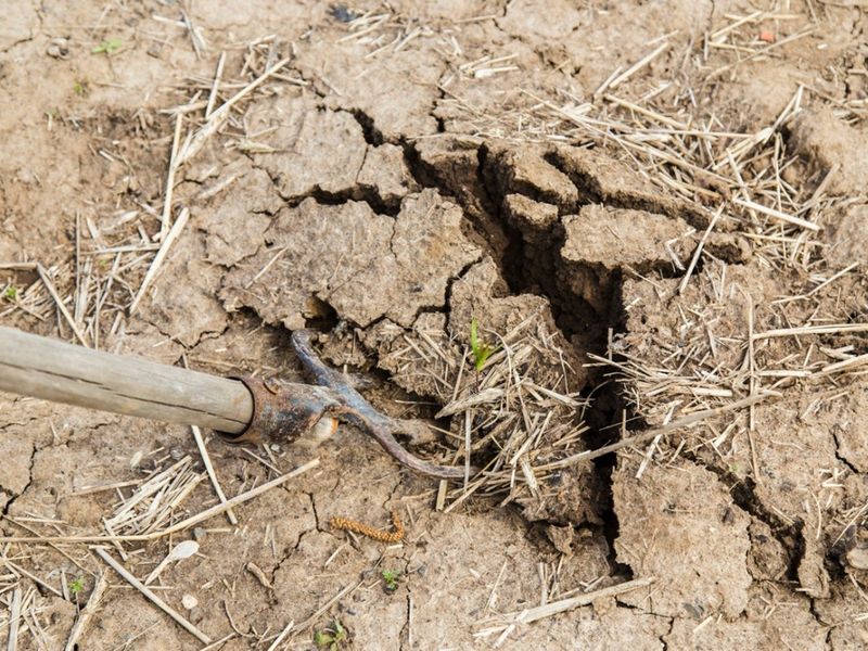Cracked Soil