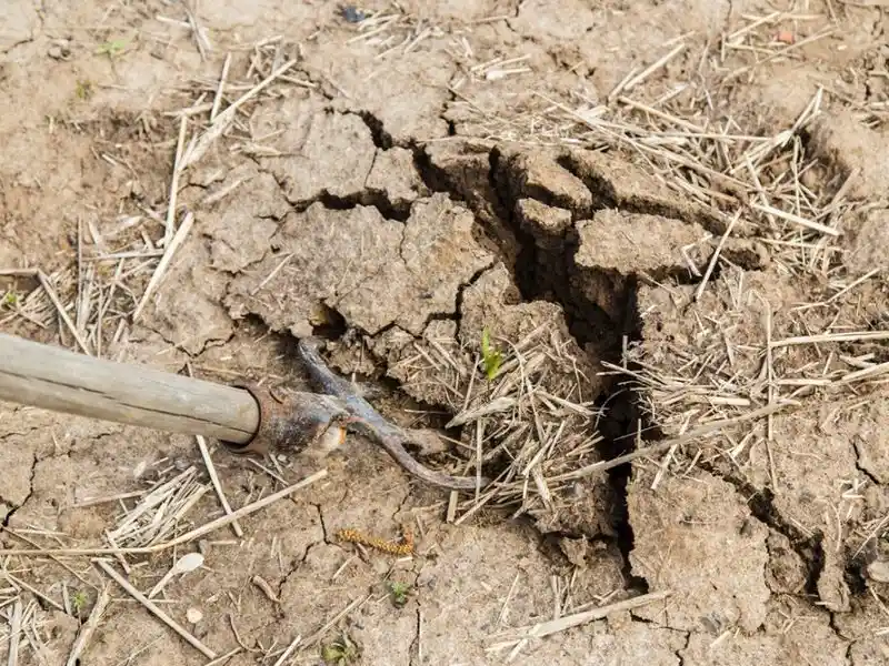 Cracked Soil