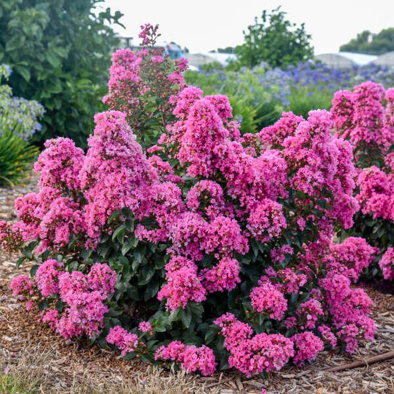 Crape Myrtle