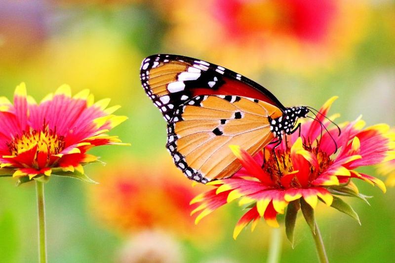 The Fantasy of Butterfly Gardens