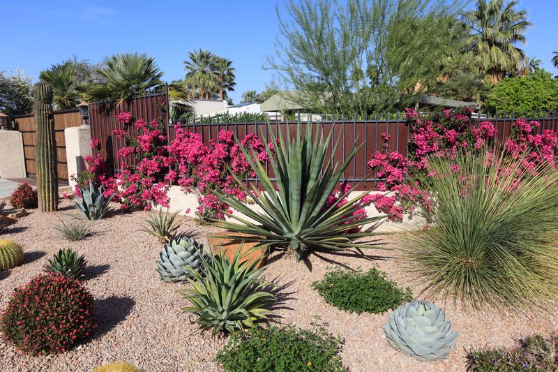 Choose Drought-Resistant Plants