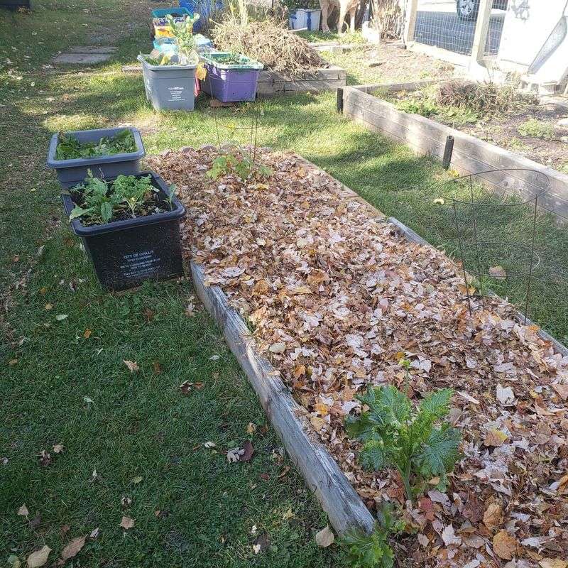 Encourage Leaf Litter
