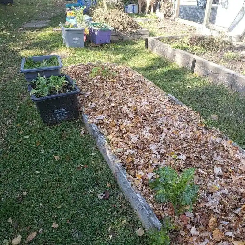 Encourage Leaf Litter