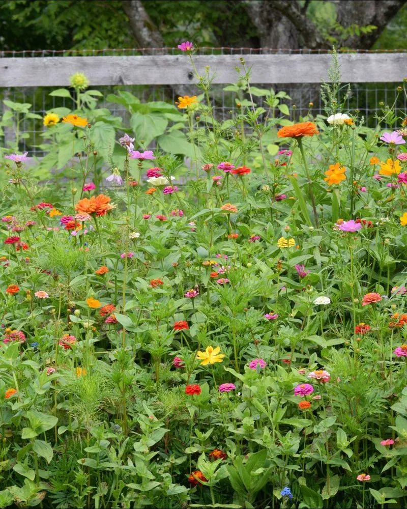 Create a Mini Meadow