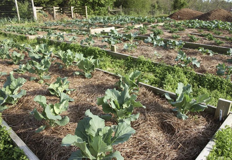 Use as Mulch