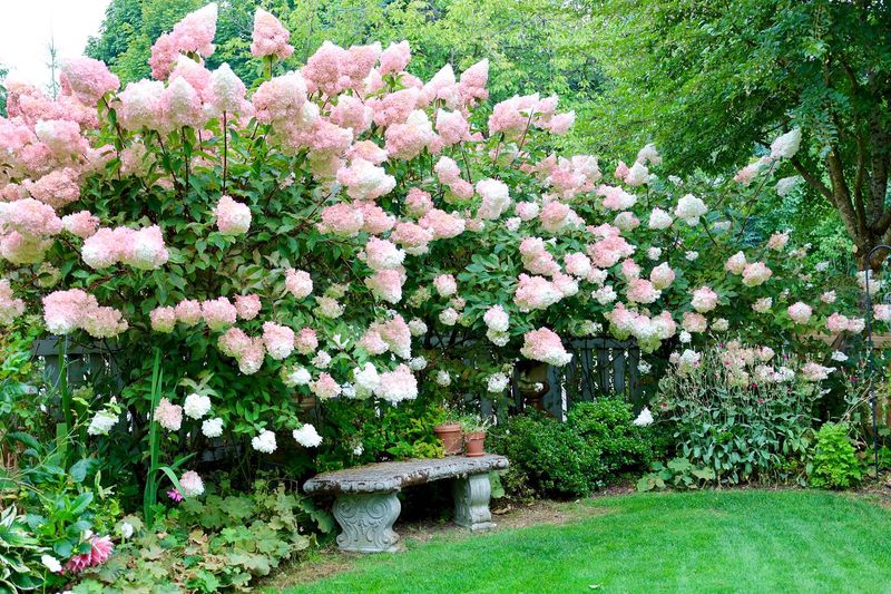 Ideal for Cut Flowers