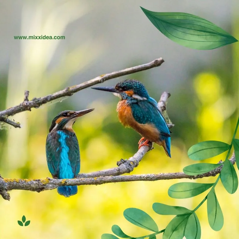Creating a Bird-Friendly Haven