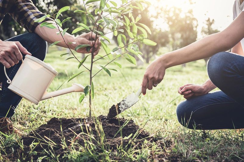 Planting a Memory Tree