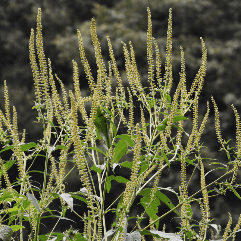 Understanding Ragweed's Impact on Health