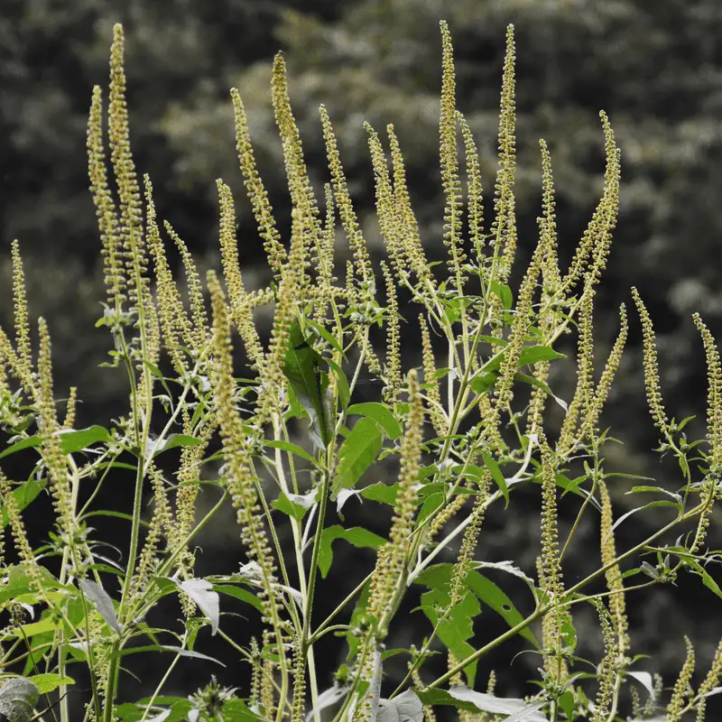 Understanding Ragweed's Impact on Health