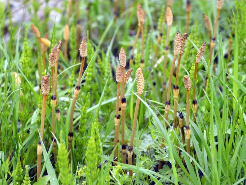 Horsetail