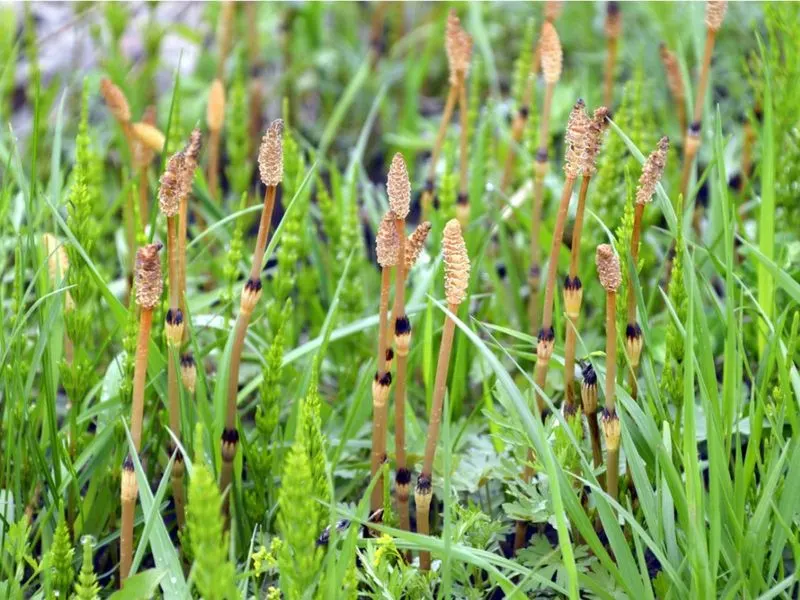 Horsetail