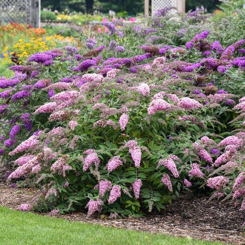 Butterfly Bush