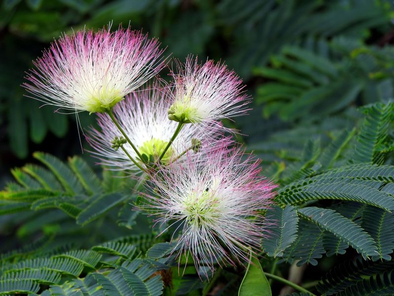 Mimosa Tree